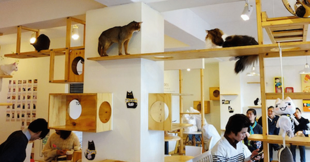 things to do charleston