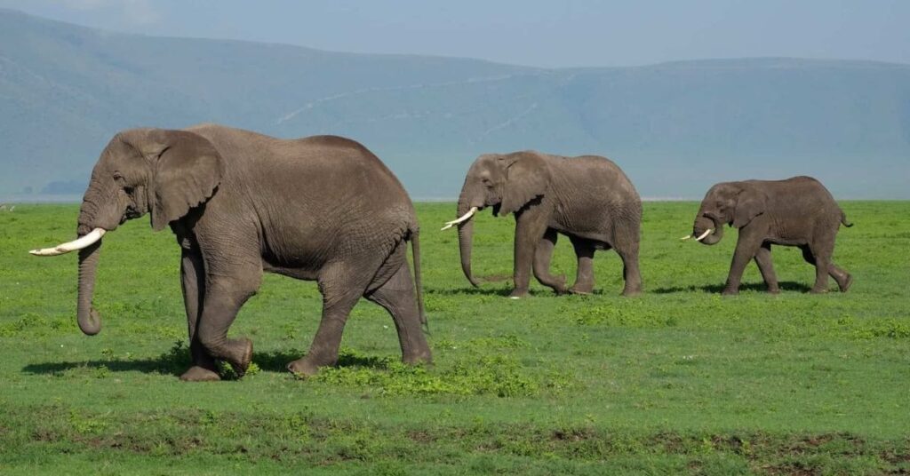 things to do in Roatan