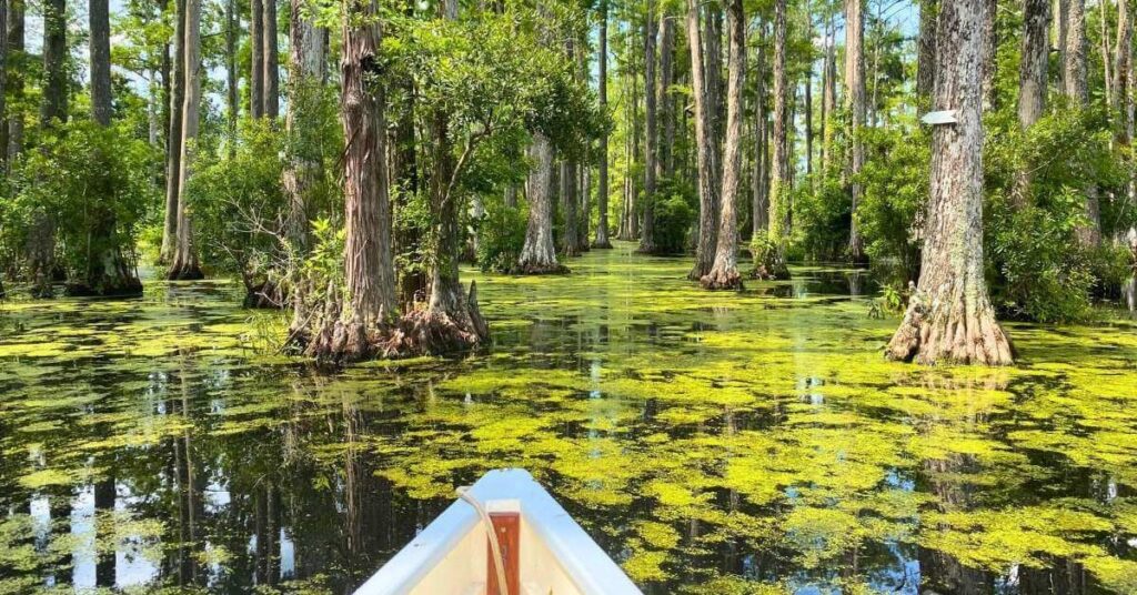 things to do in Cypress