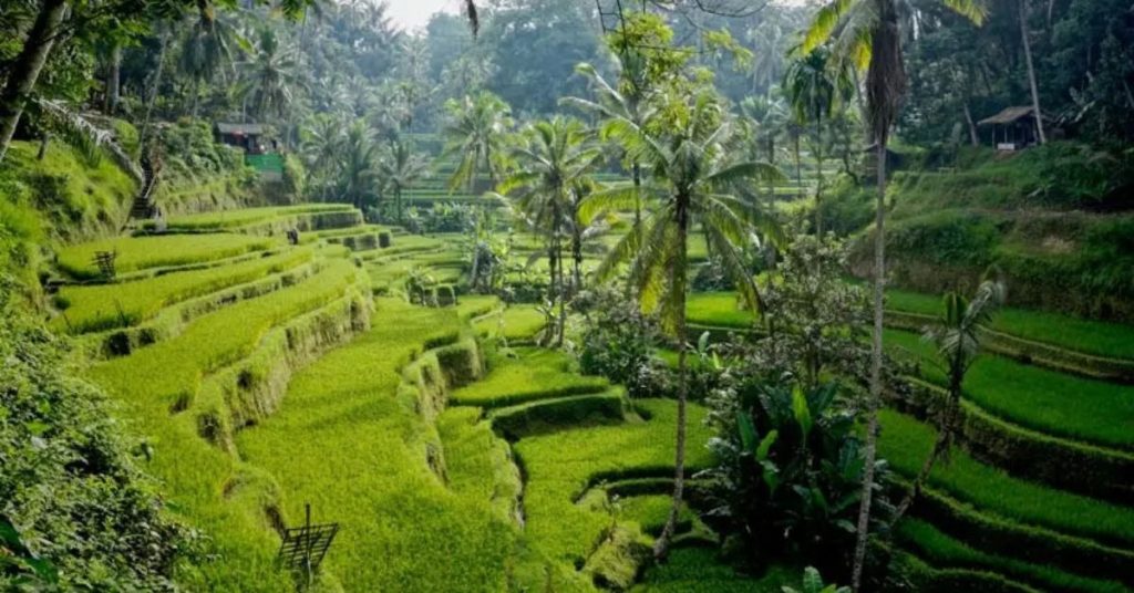 things to do in Ubud